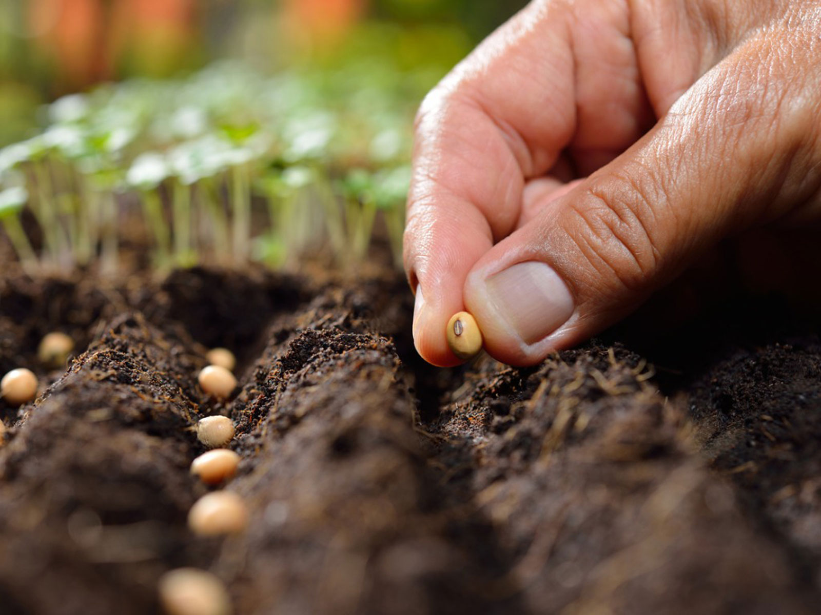 seed planting east bengal seed